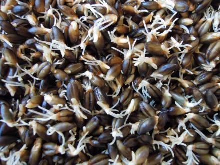 2a. The how of malting Steeping Germination Kilning Time