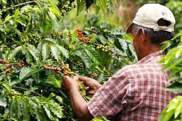 Colombia A business case for sustainable coffee production July 2014 An