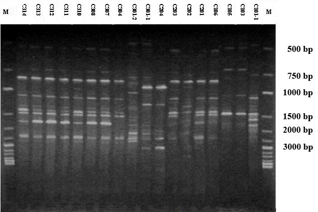 Fig. 1. Examples of RAPD polymorphism in isolates of Colletotrichum species generated with primers S1136.