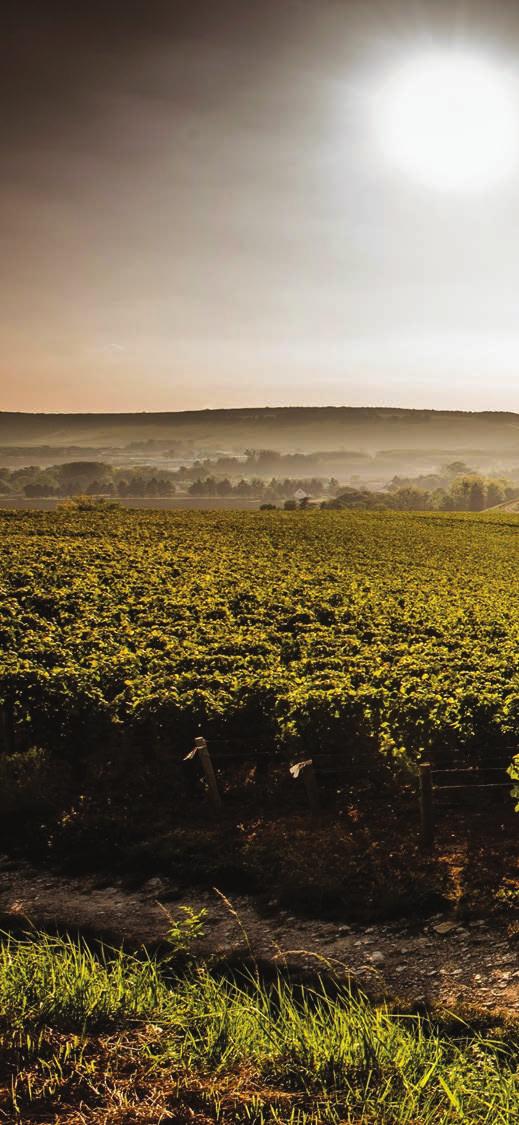 Terres Secrètes Assets: A large and comprehensive Burgundy range, with strong qualitative potential - still and sparkling wines Collective