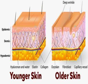 Marine Collagen is easy to digest and quickly absorbed due to its low molecular weight and high bioavailability.