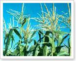 Corn: Zea Mays, family poaceae, commonly known as Maize. Corn, a major source of food for both humans and animals, is grown in more countries than any other crop.