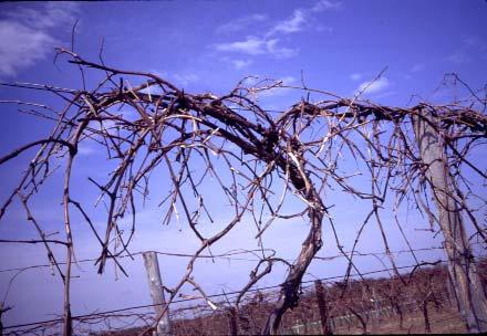 We have evaluated several strategies for mechanical pruning of Concord grapevines in a 6-year experiment at the Grabemeyer farm.