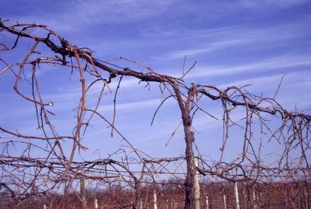 Fig. 7. A Concord grapevine after it has been cane positioned and mechanically pruned but before any hand follow-up.