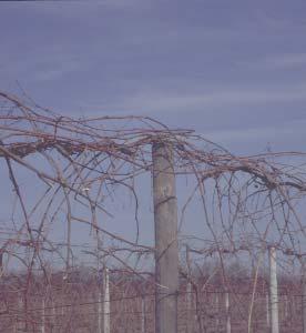 Fig. 10. Concord grapevines after mechanical pruning.