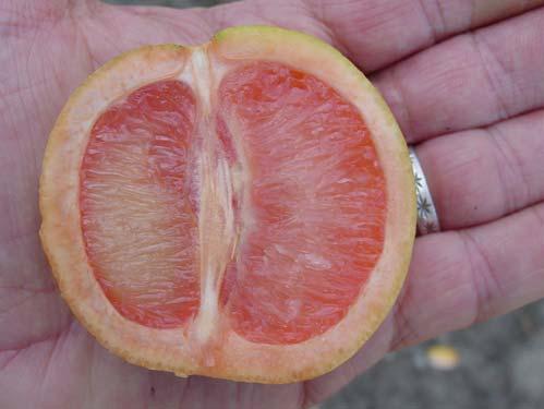 Fruit symptoms Fruit may be small, lopsided and taste bitter or