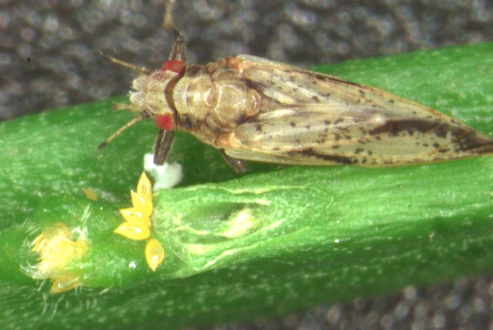 Asian citrus psyllid female and eggs on newly-emerged growth flush.