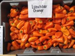 Lunchbox Orange. Shape: A, C.