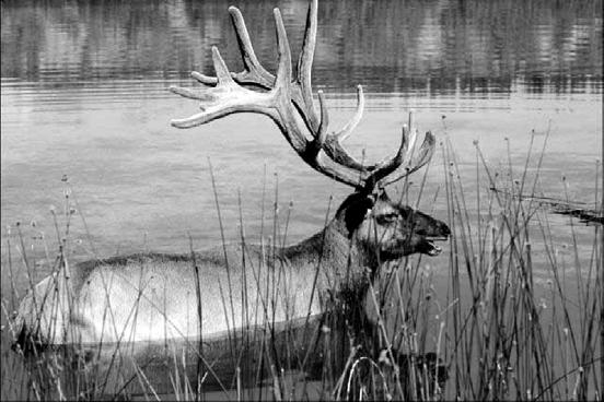 Caribou and elk were probably hunted in similar ways that deer are hunted today in Wisconsin, except these early people didn t have guns or bows and arrows.