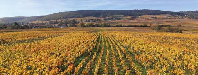 AN INSIDE TRACK TO BURGUNDY 2016 LAROZE DE DROUHIN Laroze de Drouhin is a project managed by Caroline Drouhin, daughter of Philippe, and the winemaking is done at the cellars of Drouhin Laroze.