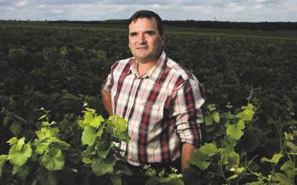 Thierry Beaumont is a seventh generation winemaker with around 5.5 hectares of vineyards in Morey, Gevrey and Chambolle Musigny.