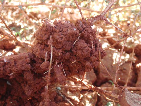 roots (<1 mm diameter) were scattered throughout the upper clay horizon and difficult to track within soil, breaking readily during exploration.