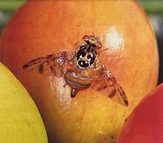 Fruit flies Lay eggs in fruit Larva feed in fruit Cause rot Heat treat to kill in fruit Hawaiian - Solo types Hermaphroditic Smaller fruit, about 1 lb Mexican or fruta bomba Dioecious Larger fruit,