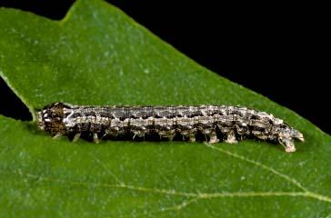 200 CHAPTER 5: PHOTOGRAPHS OF THE SPECIES: SKIPPERS, BUTTERFLIES, & MOTHS CISSUSA INDISCRETA CATERPILLAR Mottled with silver, gray, and black; subdorsal and lateral longitudinal lines scalloped and