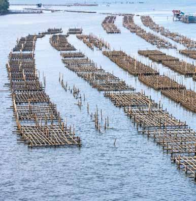 According to experts, aquaculture is one way to help Malaysia ensure the sustainability of its fishes as the country has lost about 92% of its fishery resources due to overfishing.