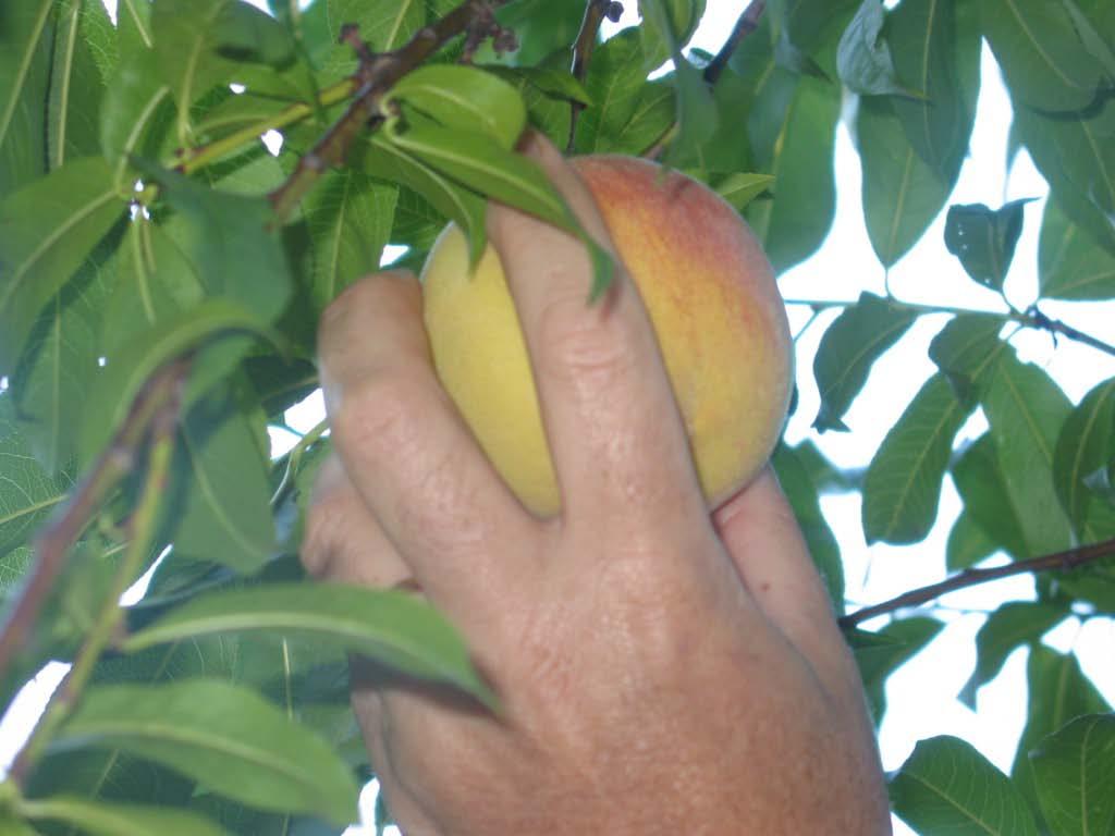 The most significant harvest maturity indices for some Florida nonmelting flesh (NMF) and melting flesh (MF) peach varieties based on sensory evaluation of ripe fruit (Brovelli, et al., 1998).