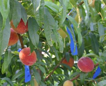 100 Tagged marker fruit per variety were monitored in 2007 and 2008 All fruit >2½ inch diameter were randomly harvested when 50%, 70%, and 90% of