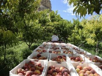 Peach Harvesting Practices Hand harvest (ladders) maturity