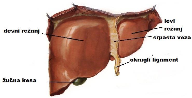 Slika 1. Anatomska struktura jetre Jetra je obavijena vezivnom opnom. Ima dvostruko snabdevanje krvlju (dva aferentna krvotoka).