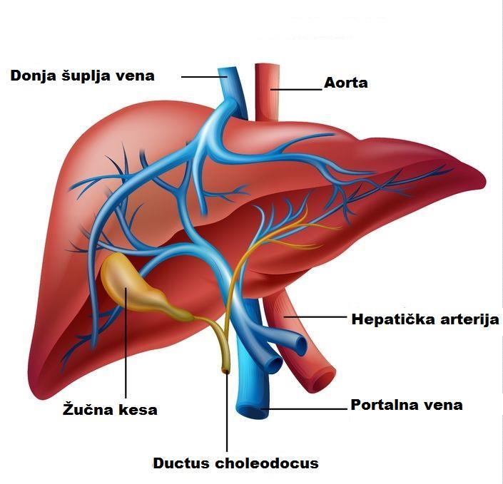 Drugi dotok krvi u jetru je putem hepatiĉne arterije koja doprema arterijsku krv i obezbeċuje kiseonik jetri.