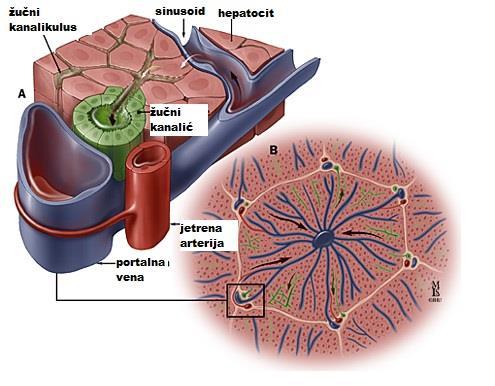 Najmanja morfološka funkcionalna jedinica jetre je acinus koga ĉini masa jetrenog parenhima heksaedarnog oblika.