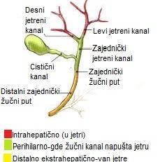 Slika 4. Bilijarni sistem jetre 2.