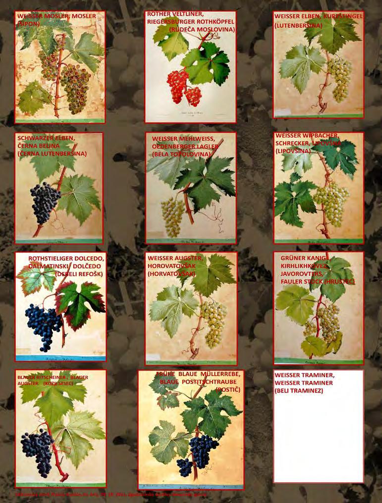 Any old vines Kreuzer's pictures from Sv. Ana.