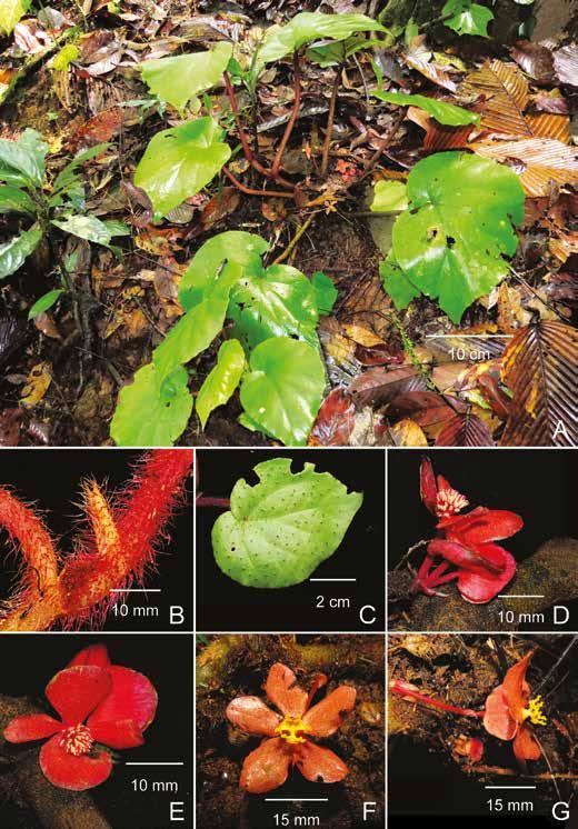 Calcarea group of Begonia from Borneo 243 Fig. 2. Begonia calcarea Ridl. A. Habit. B. Stipule and stem. C.