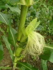 Female = Ear Cob = receptacle holding the ovaries (future kernels) Kernels are fruitlets storing sugar and