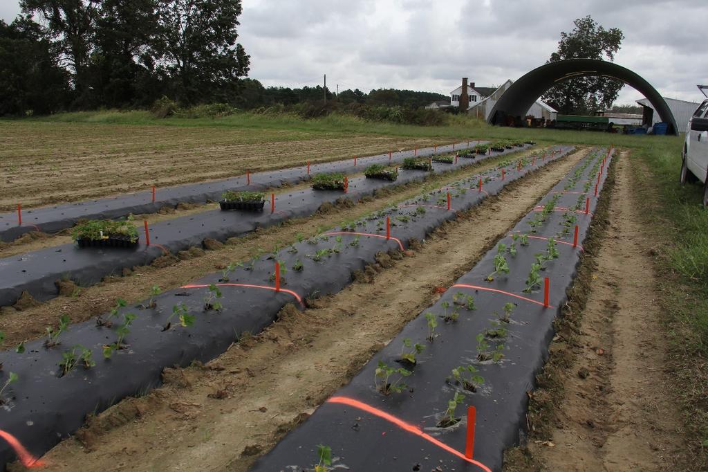 Objective: To identify strawberry cultivars that would be commercially suitable for growers in