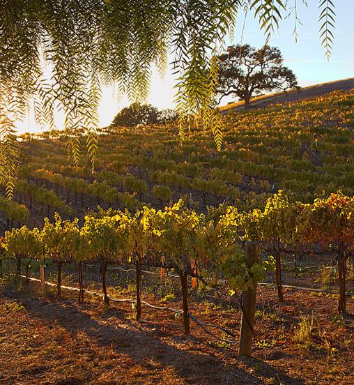 Our Vineyards... With 486 acres (approximately 94%) planted, our vineyards stretch across three distinct American Viticultural Areas (AVA) on the Central Coast.