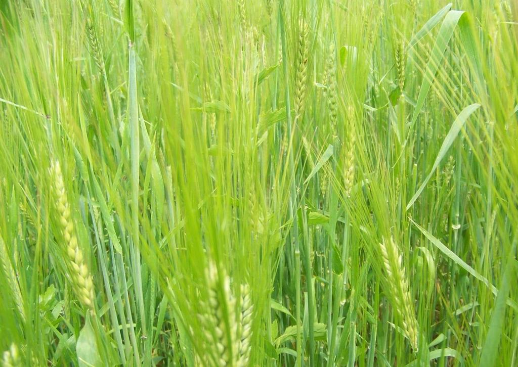 2015 Organic Spring Barley Variety Trial Dr.
