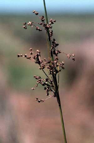 It is a slender and wiry plant that grows in thick mats 30 60 cm high, green in spring and summer, and turns light brown in late fall and winter.