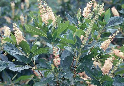Sweet pepperbush Clethra alnifolia Sweet pepperbush is a large deciduous shrub that grows to 2.5 m tall. The bark is smooth, reddish orange or gray in color.
