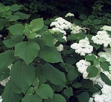 Smooth Hydrangea Hydrangea arboescens Smooth Hydrangea native to Southern New England across through the Midwest and down through the southern states.