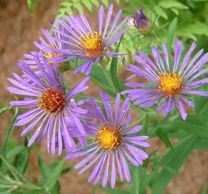 New England Aster Aster nove angelica New England American aster is large and showy, growing to 6 or more ft. in height.