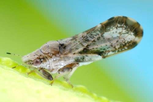 Asian Citrus Psyllid Adults Head: light brown Antennae: black tips with two small light brown