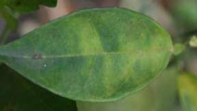 Leaf Symptoms