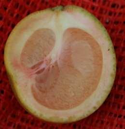 Internal Fruit