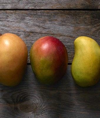 ATAULFO FRANCIS MEET THE Learn more about six mango varieties most commonly found in the U.S. Flavor: Sweet and creamy Texture: Smooth, firm flesh with no fibers Color: Vibrant yellow Ripening Cues: Skin turns to a deep golden color and small wrinkles appear when fully ripe.