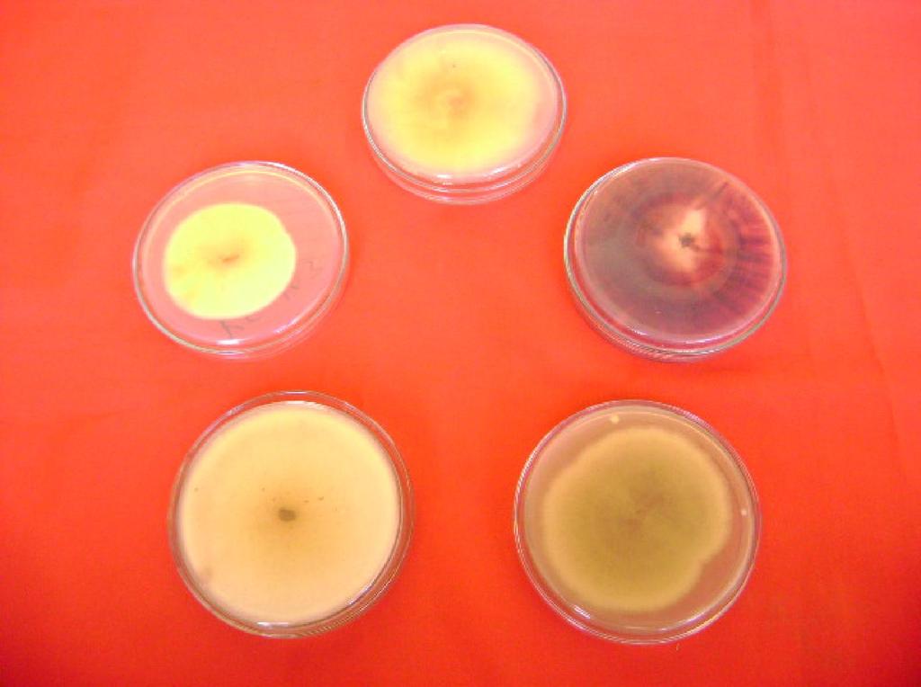 Plate-1. Pigmentation of Fusarium udum isolates on PDA Dark yellow Light yellow Pink Light yellow to brown Brown Based on colony character 41 isolates were categorised into three groups viz.