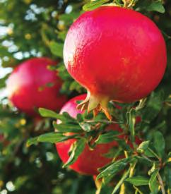 The Global leader in pomegranate products. It starts with what we plant Wonderful variety pomegranates.