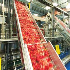 Handpicked by 5,000 trained contractors The largest and leading supplier of pomegranates