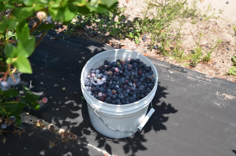 Hand harvesting is the single greatest expense for Florida blueberry production Florida s industry is based on fresh fruit. Berries are hand-picked at 2 to 4-day intervals.