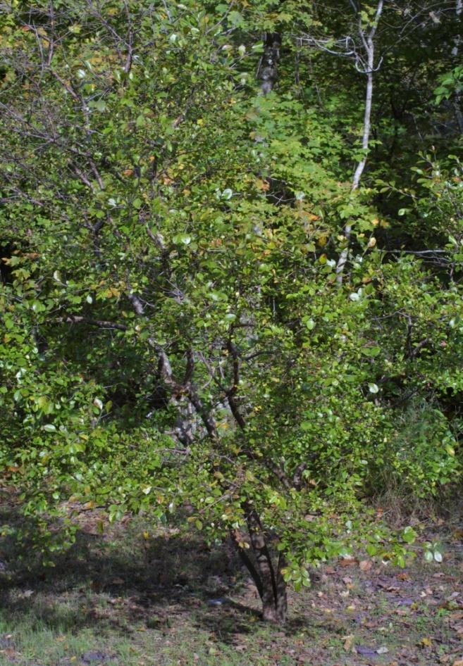 cas.vanderbilt.edu V. arboreum - Sparkleberry Native to the southeastern U.S. Shrub or small tree: 6 to 30 feet high Deep root system drought tolerant Tolerates soil ph up to 6.