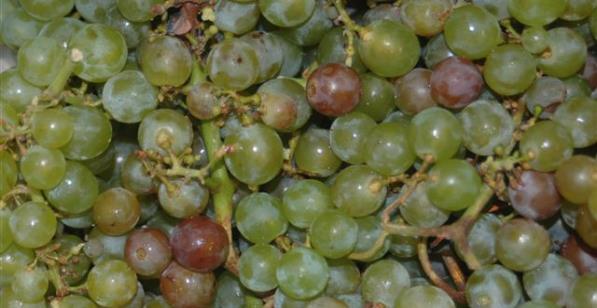 Managing botrytis risk In cool climate regions prone to botrytis, risk