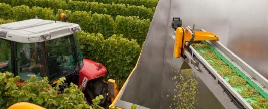 rot at harvest adversely affects wine quality Management actions can