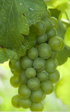 Botrytis late in the season (pre-harvest) For the