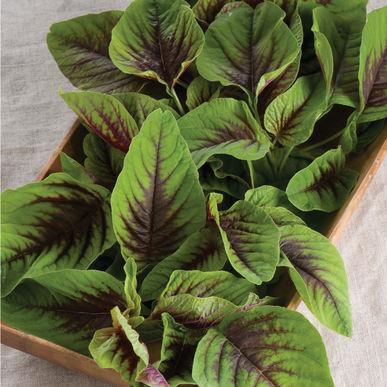 Flavor is of intense basil Cardinal Thai basil with larger leaves. Genovese Edible ornamental with showy flowers.