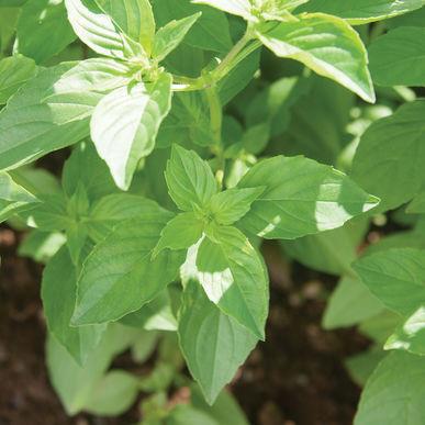 Mrs. Burns' Lemon Sweet and tangy lemon basil. Very bright green, 2 1/2" long leaves with white blooms make this basil both attractive and intensely flavorful.